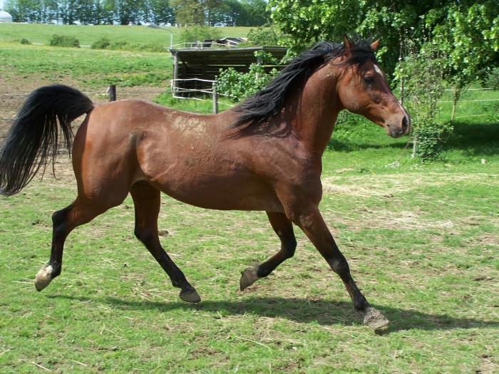 Photo de profil de hedjaz