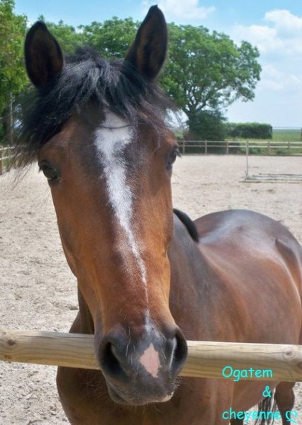 Photo de profil de cheyenne45