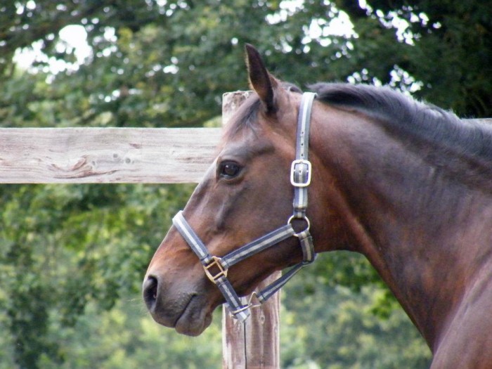 Photo de profil de marilou56