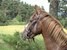 Photo de profil de elocheval