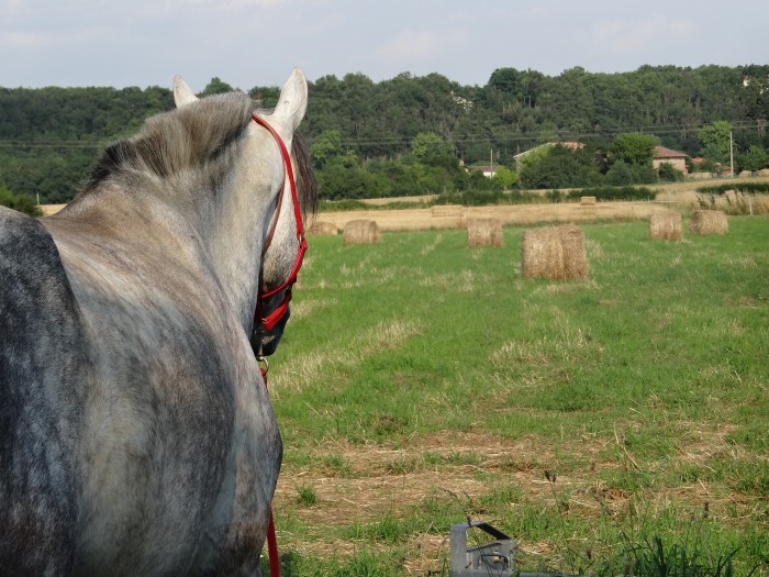 Photo de profil de lovehorse4