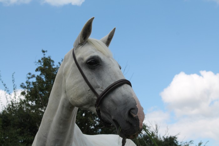 Photo de profil de lea36