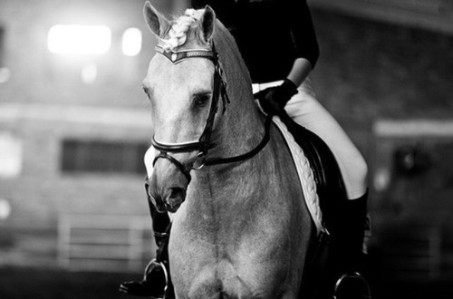 Photo de profil de equestrianism