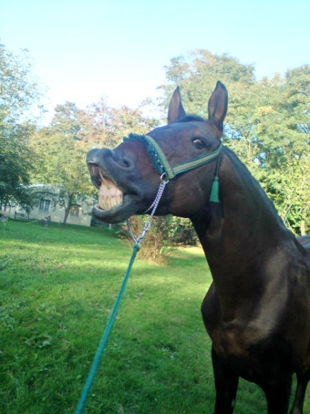 Photo de profil de izzatouassal