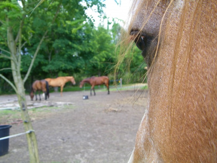 Photo de profil de catiluce