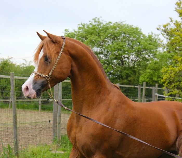 Photo de profil de robinou01