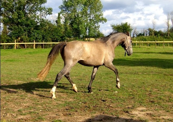 Photo de profil de quercus16