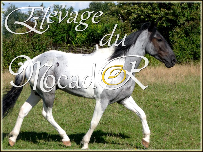 Photo de profil de elevagemocador