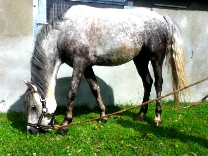 Photo de profil de mistigri63