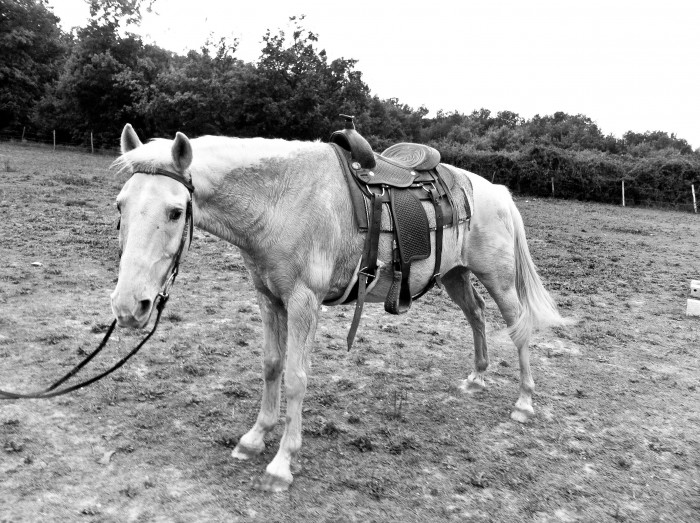 Photo de profil de cloehorse