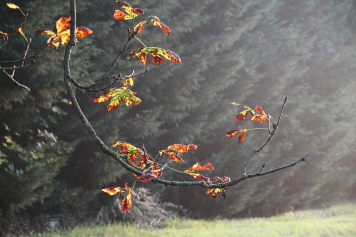 Photo de profil de camillemartin