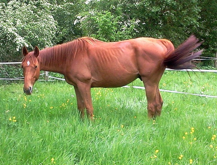 Photo de profil de lescoolchevaux