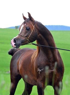 Photo de profil de cheval07120