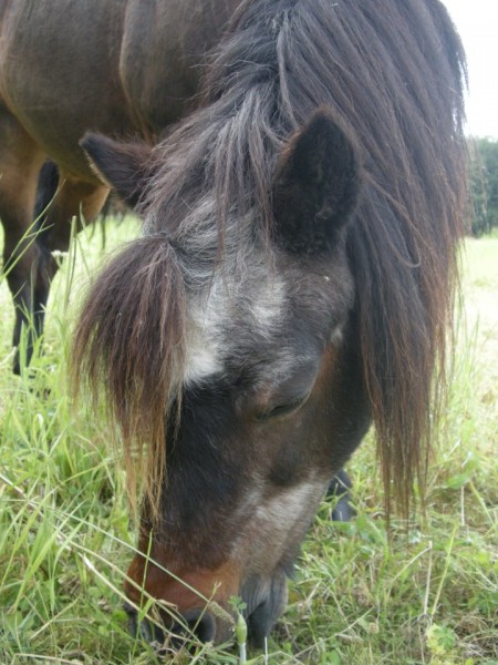 Photo de profil de lilasbambou