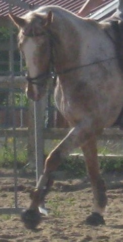 Photo de profil de quaprice52