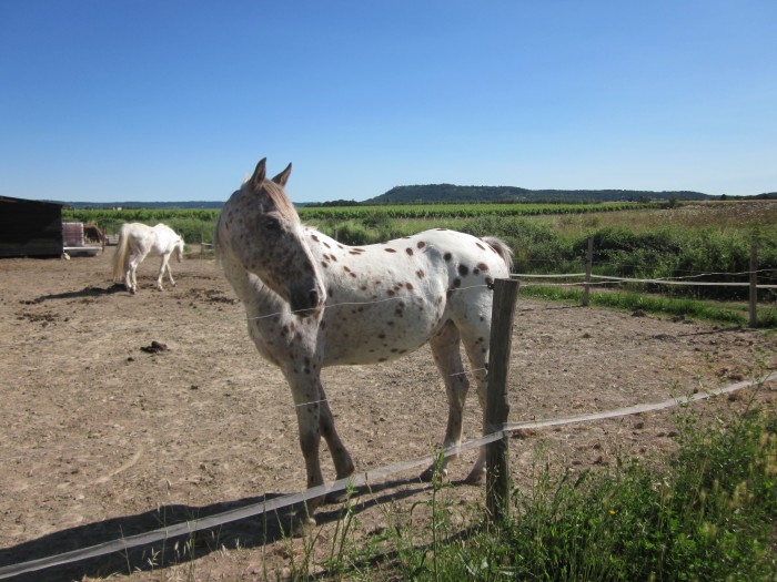 Photo de profil de cheyennes