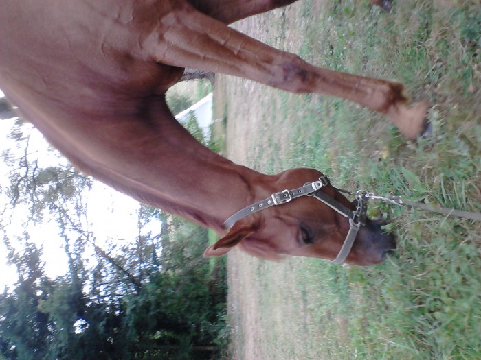 Photo de profil de royaldesbleuets