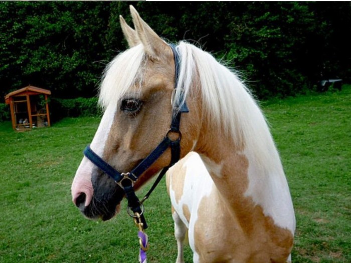 Photo de profil de chaplaya