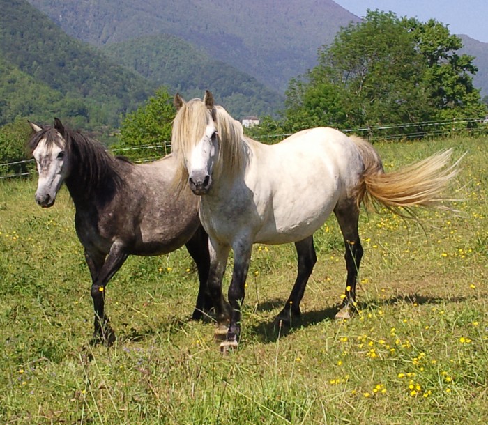 Photo de profil de archeauxponeys