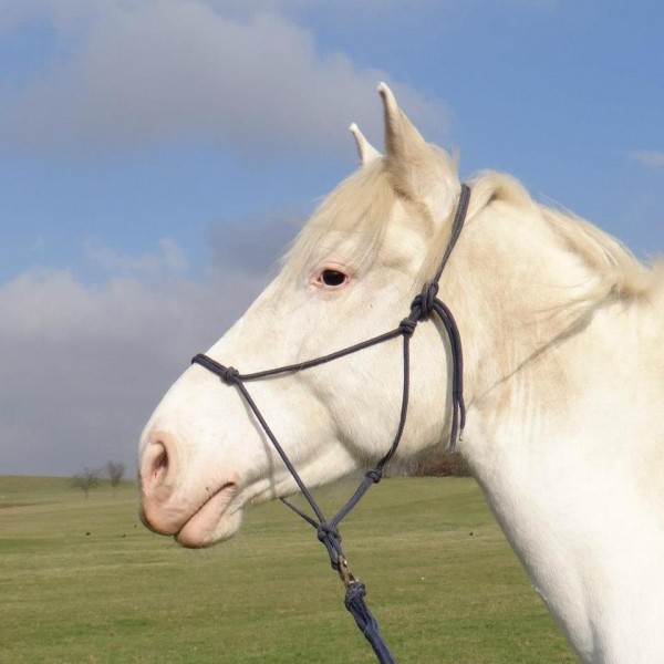 Photo de profil de chevalfou