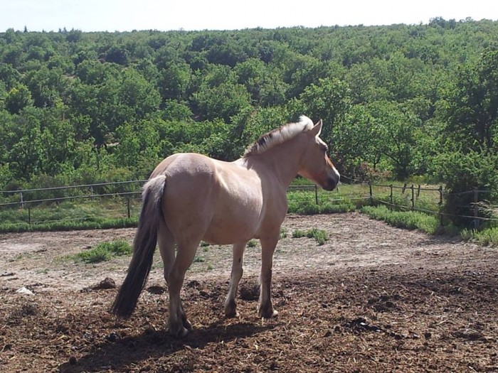 Photo de profil de chevalpassion22