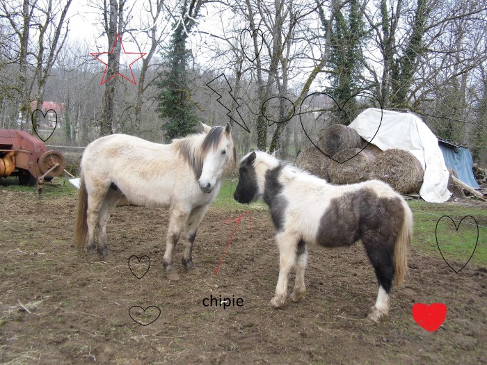 Photo de profil de chipiemanon