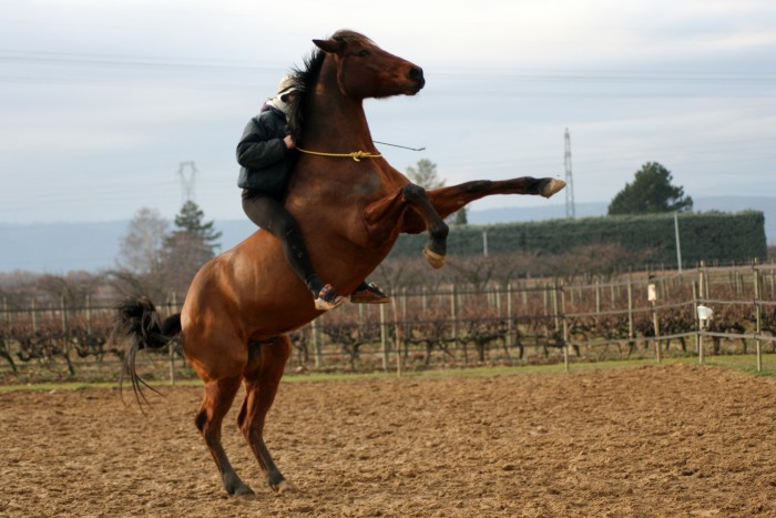Photo de profil de crinieresauvage