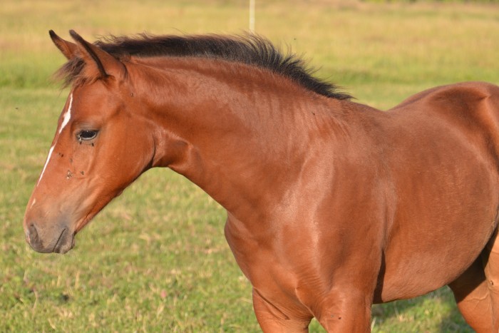 Photo de profil de cuissedepoulet