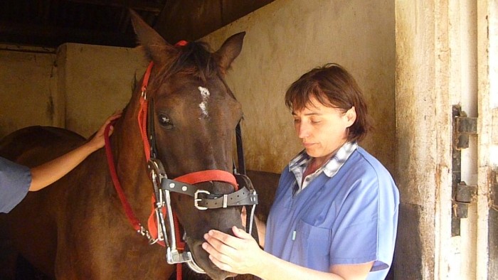 Photo de profil de dentisteequin34
