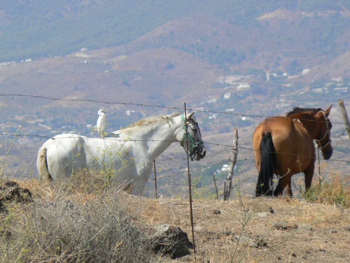 Photo de profil de fandecheval95