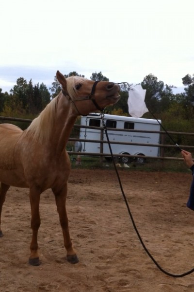 Photo de profil de horselove06210