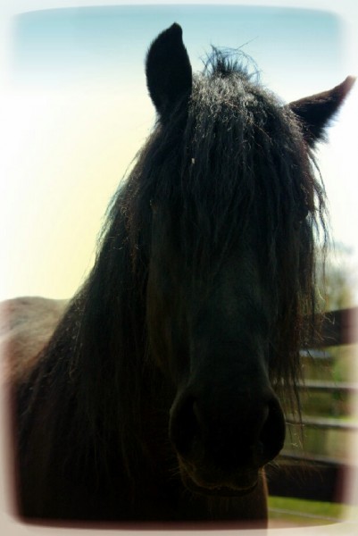 Photo de profil de horsemylife
