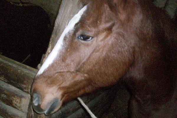 Photo de profil de horse.rider