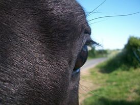 Photo de profil de icybelle
