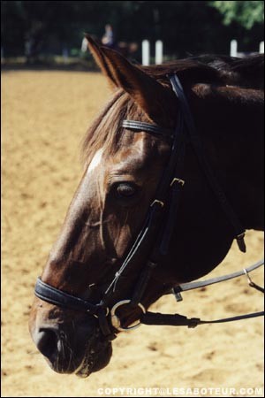 Photo de profil de kimipony