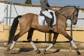 Photo de profil de lovehorse972