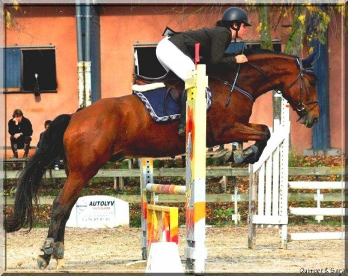 Photo de profil de lovelovehorse