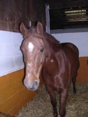 Photo de profil de maboucheval