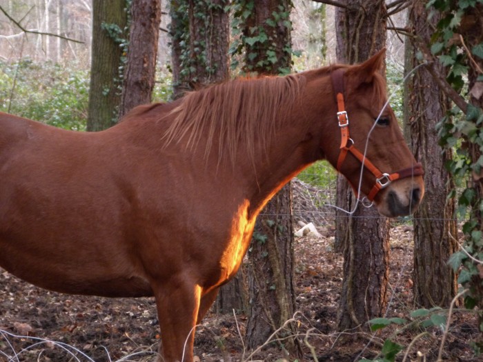 Photo de profil de mariemetal
