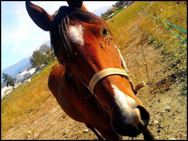 Photo de profil de mylifemyhorse