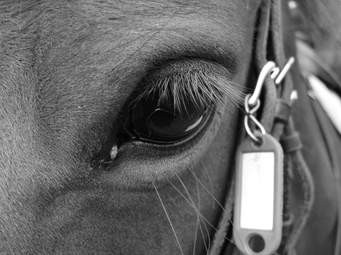 Photo de profil de poneys44