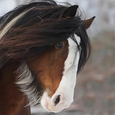 Photo de profil de roxchacha