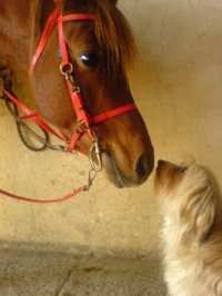 Photo de profil de schaarm_elevage