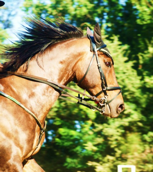 Photo de profil de seabiscuit34