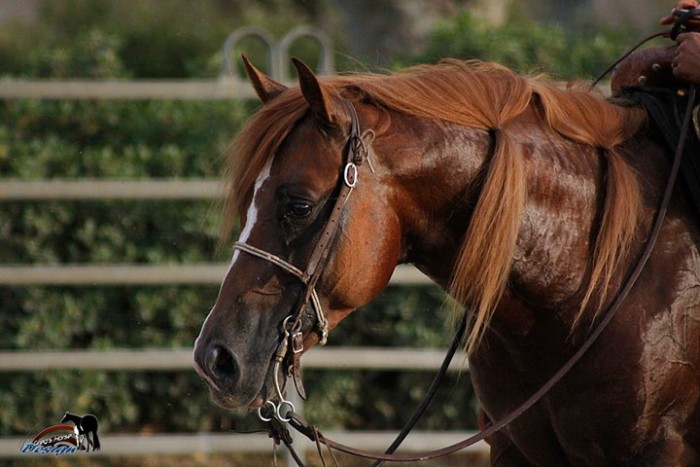 Photo de profil de spel