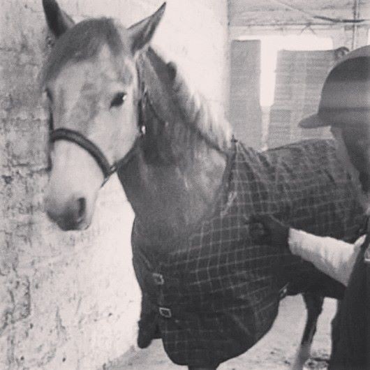Photo de profil de stables