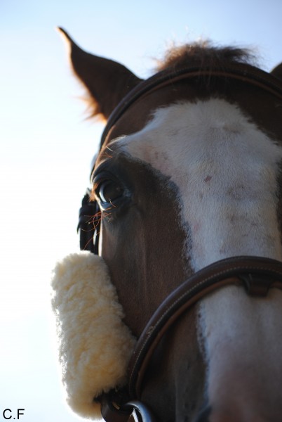 Photo de profil de tess64