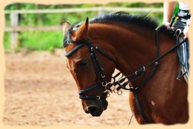 Photo de profil de aglaehorseridin
