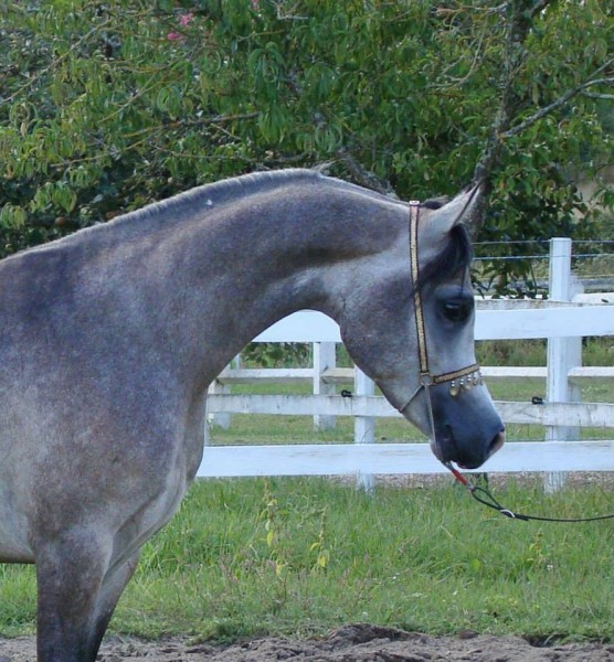 Photo de profil de alisonfontan