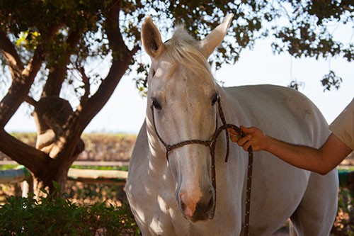 Photo de profil de antoinecasa